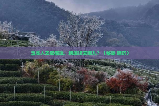 玉溪去四川成都哪里玩