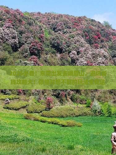 东莞去四川峨眉山大型旅游团