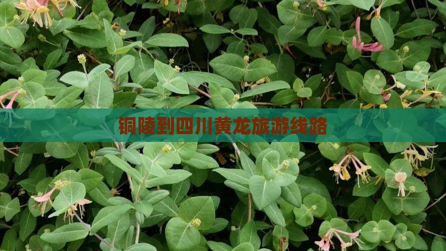 铜陵去四川黄龙旅行社