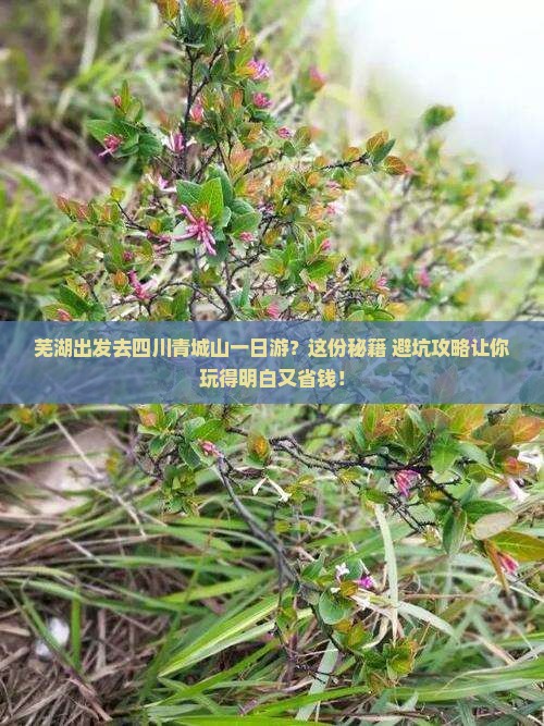 芜湖到四川青城山一日