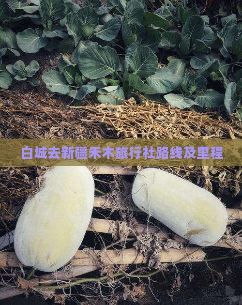 白城去新疆禾木旅行社路线及里程