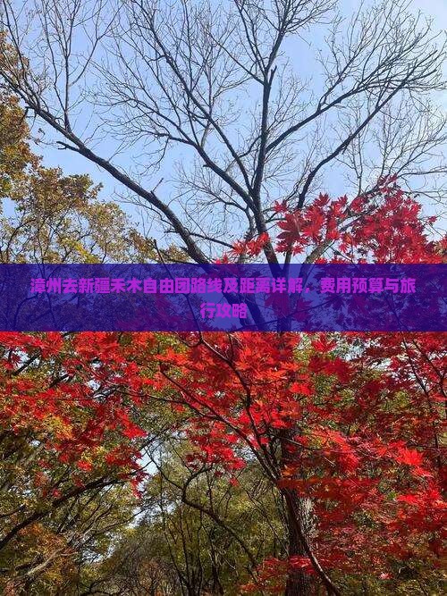 漳州去新疆禾木自由团路线及距离详解，费用预算与旅行攻略
