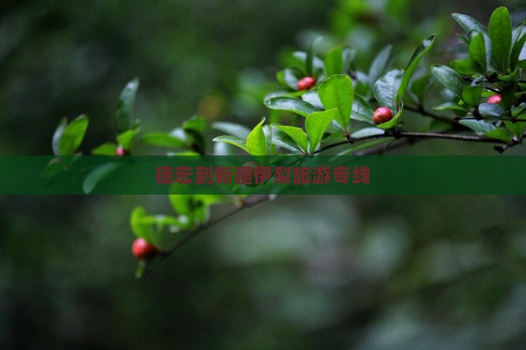 德宏到新疆伊犁大草原旅行社