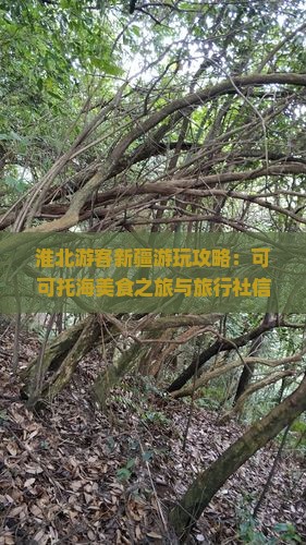 淮北游客新疆游玩攻略：可可托海美食之旅与旅行社信息指南