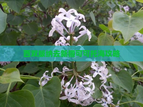 西双版纳去新疆可可托海攻略