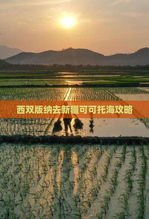 西双版纳去新疆可可托海攻略
