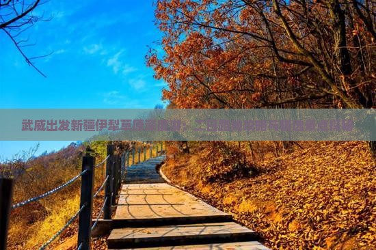 武威出发新疆伊犁草原深度游：二日路线攻略与精选景点探秘