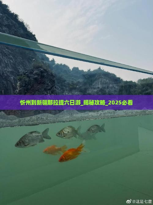 忻州到新疆那拉提六日游
