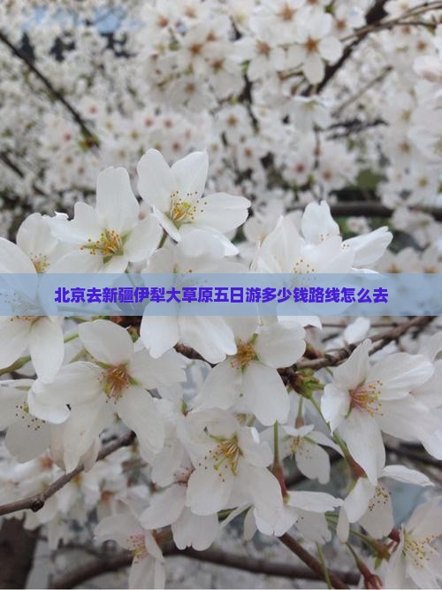 北京去新疆伊犁大草原五日游