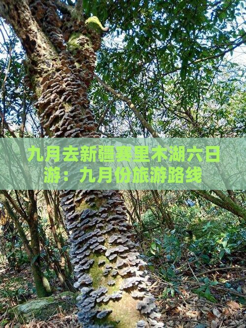 九月去新疆赛里木湖六日游:九月份旅游路线 九月去新疆赛里木湖六日游:九月份旅游路线
