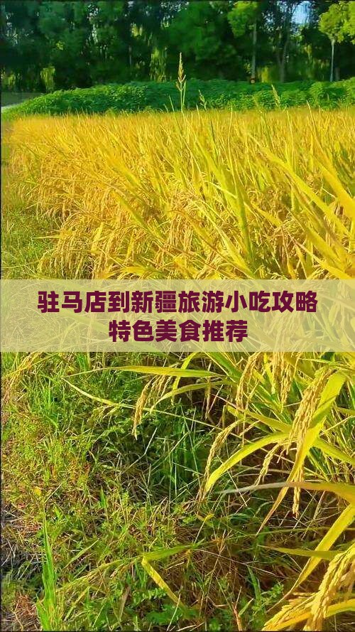 驻马店到新疆旅游小吃攻略特色美食推荐