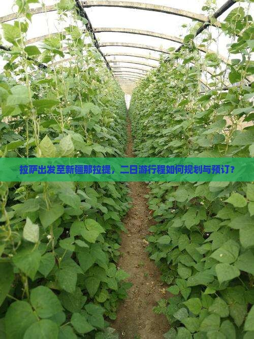 拉萨出发至新疆那拉提，二日游行程如何规划与预订？