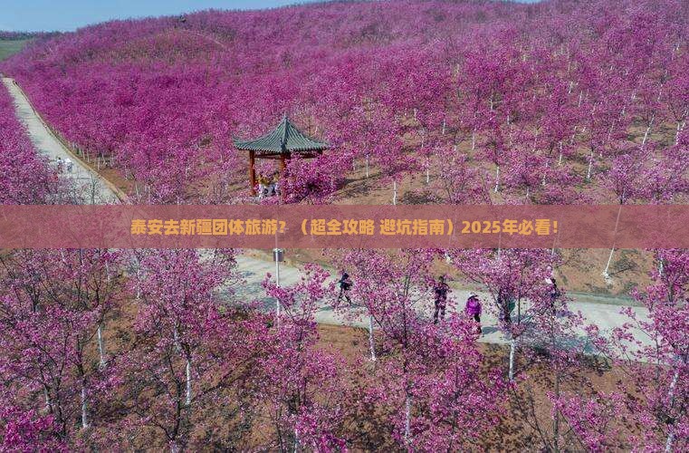 泰安到新疆团体旅游