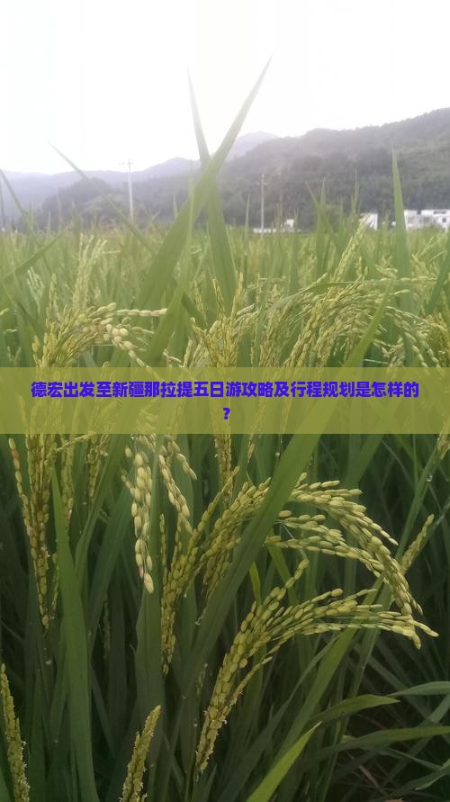 德宏出发至新疆那拉提五日游攻略及行程规划是怎样的？