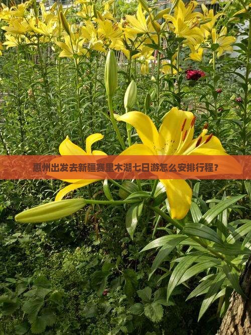 惠州出发去新疆赛里木湖七日游怎么安排行程？