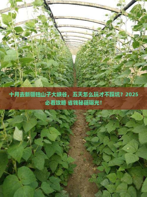 十月到新疆独山子大峡谷五日游