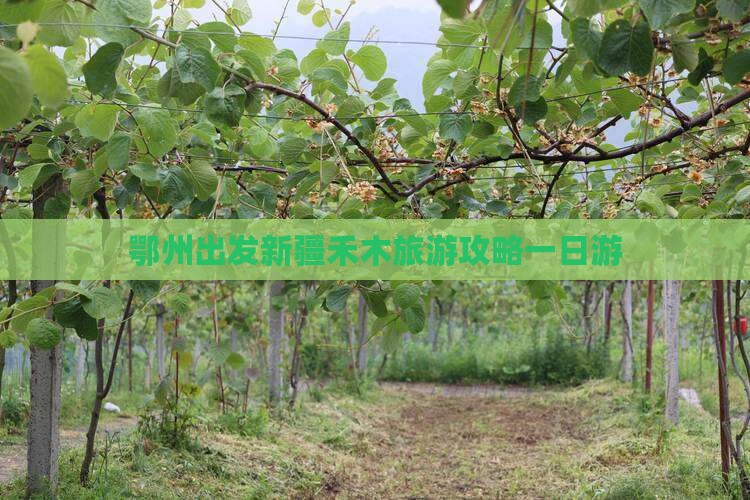 鄂州去新疆禾木一日