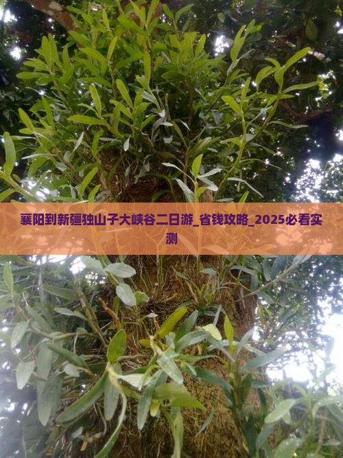 襄阳到新疆独山子大峡谷二日游