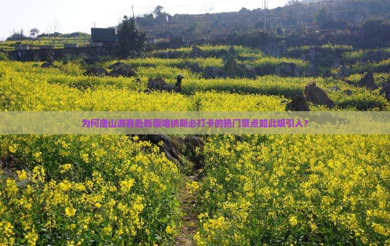 为何唐山游客赴新疆喀纳斯必打卡的热门景点如此吸引人？