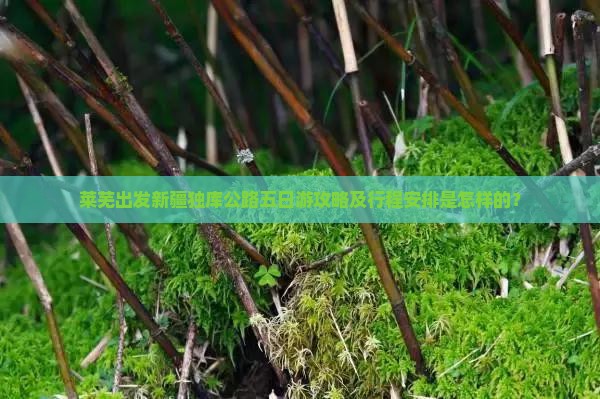 莱芜出发新疆独库公路五日游攻略及行程安排是怎样的？