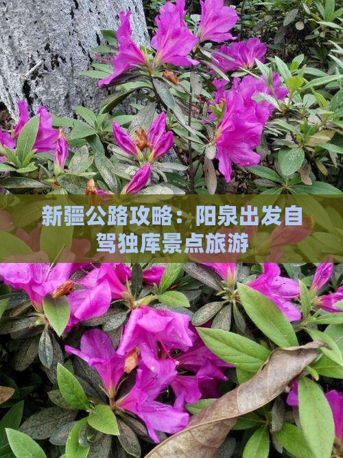 阳泉去新疆独库公路哪里玩
