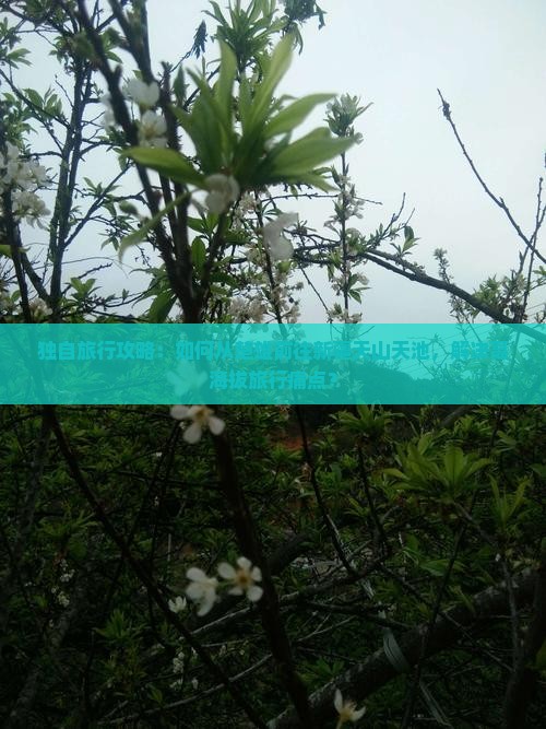 独自旅行攻略：如何从楚雄前往新疆天山天池，解决高海拔旅行痛点？