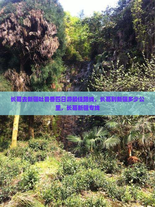 长葛去新疆吐鲁番四日游