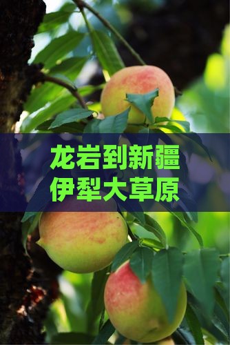 龙岩到新疆伊犁大草原三日游