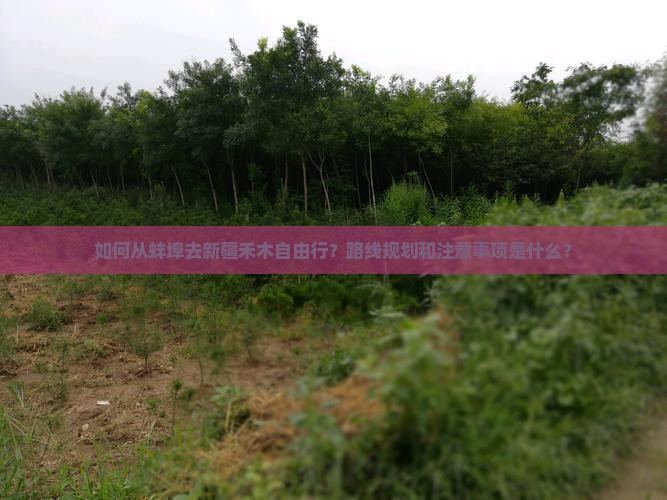如何从蚌埠去新疆禾木自由行？路线规划和注意事项是什么？