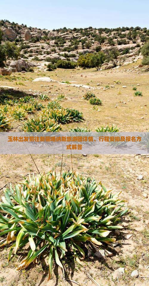 玉林出发前往新疆喀纳斯旅游团详情、行程安排及报名方式解答