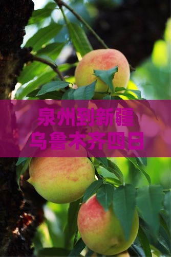 泉州到新疆乌鲁木齐四日游