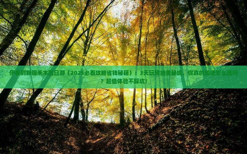伊春到新疆禾木四日游