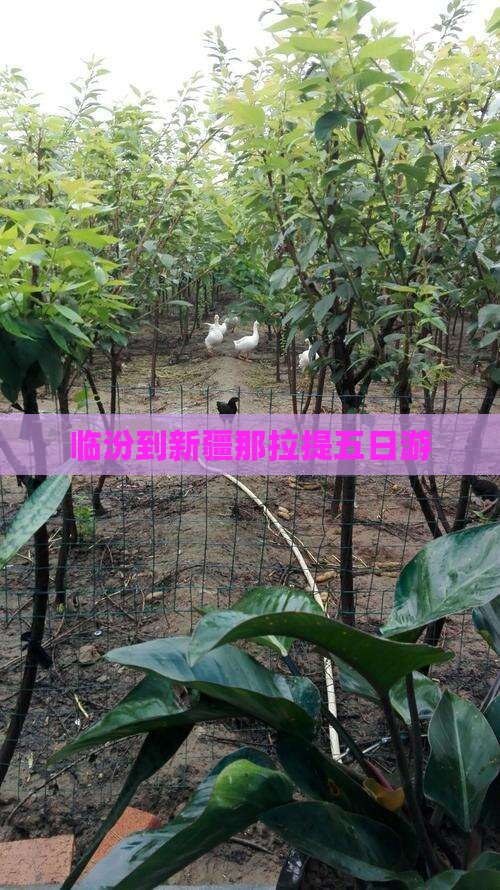 临汾到新疆那拉提五日游