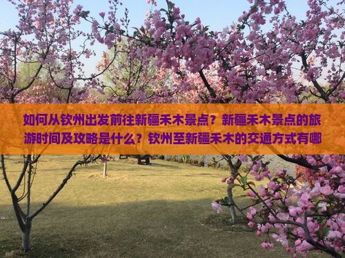 如何从钦州出发前往新疆禾木景点？新疆禾木景点的旅游时间及攻略是什么？钦州至新疆禾木的交通方式有哪些？