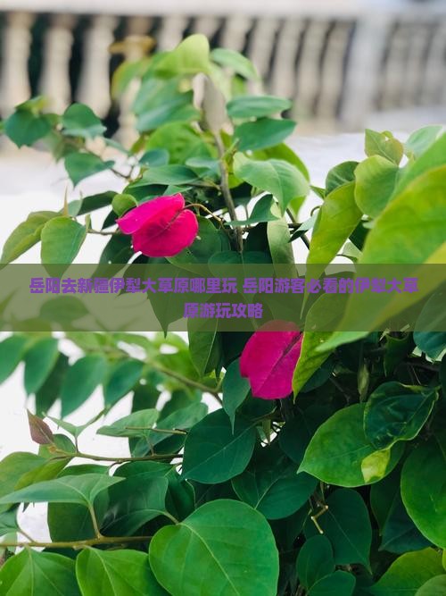 岳阳去新疆伊犁大草原哪里玩