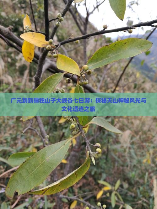 广元到新疆独山子大峡谷七日游：探秘天山神秘风光与文化遗迹之旅