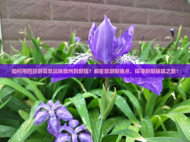 如何用四日游高效玩转赣州到新疆？解密旅游新痛点，探寻新疆秘境之旅！