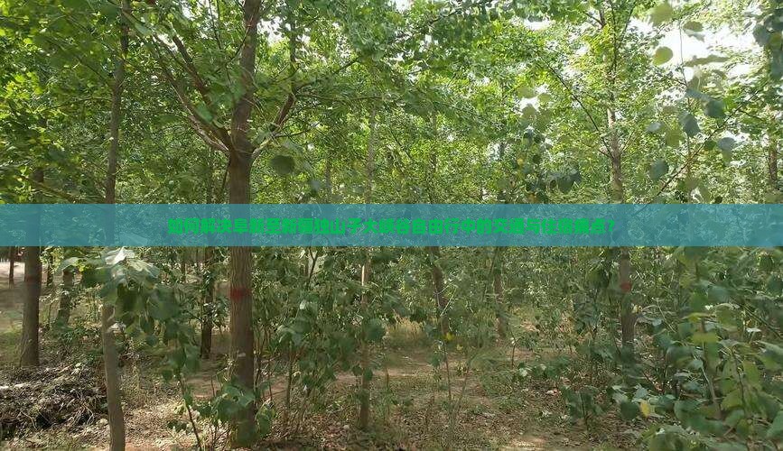 如何解决阜新至新疆独山子大峡谷自由行中的交通与住宿痛点？