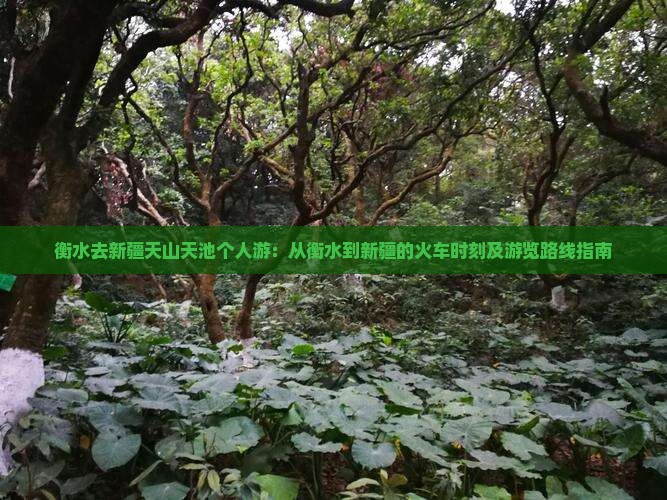 衡水去新疆天山天池个人游