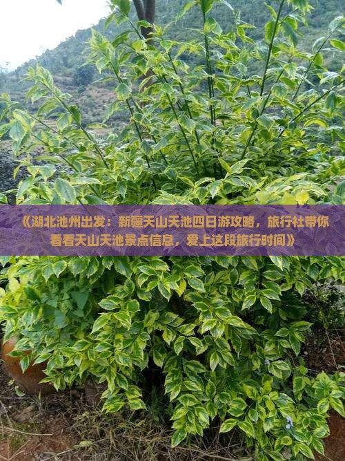 《湖北池州出发：新疆天山天池四日游攻略，旅行社带你看看天山天池景点信息，爱上这段旅行时间》
