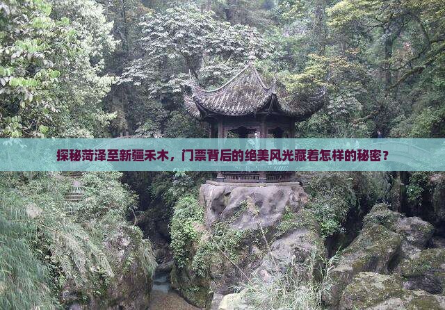 探秘菏泽至新疆禾木，门票背后的绝美风光藏着怎样的秘密？