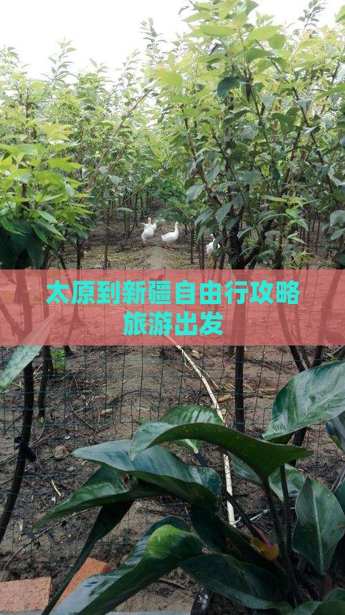 太原到新疆自由行