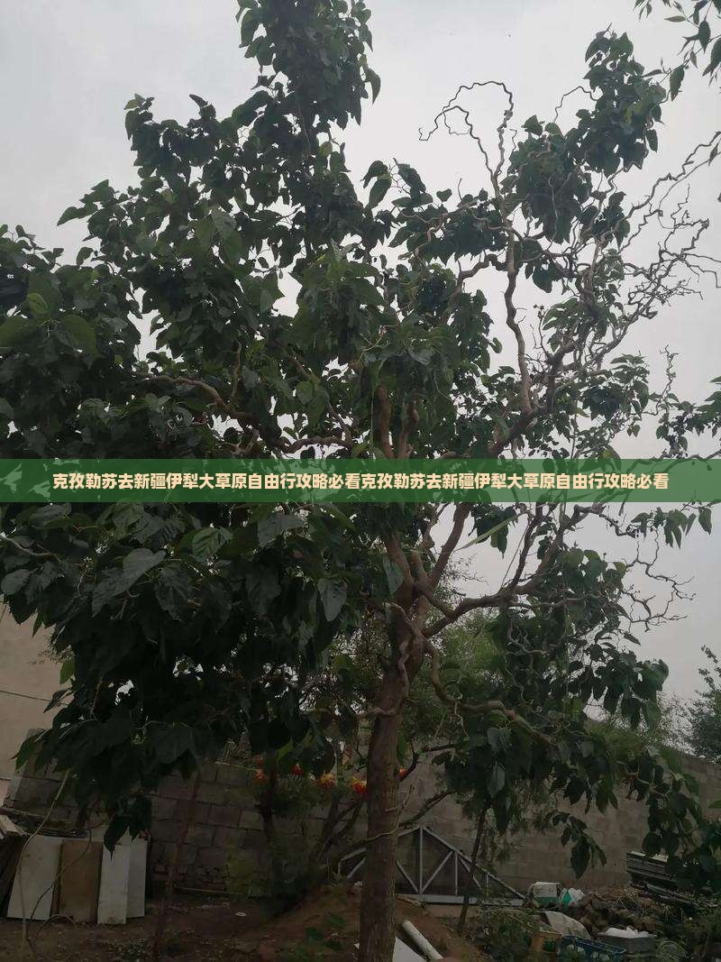 克孜勒苏去新疆伊犁大草原自由行