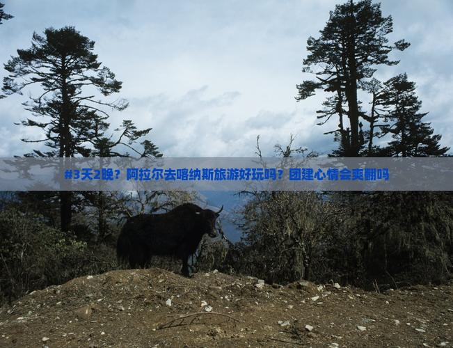 #3天2晚？阿拉尔去喀纳斯旅游好玩吗？团建心情会爽翻吗