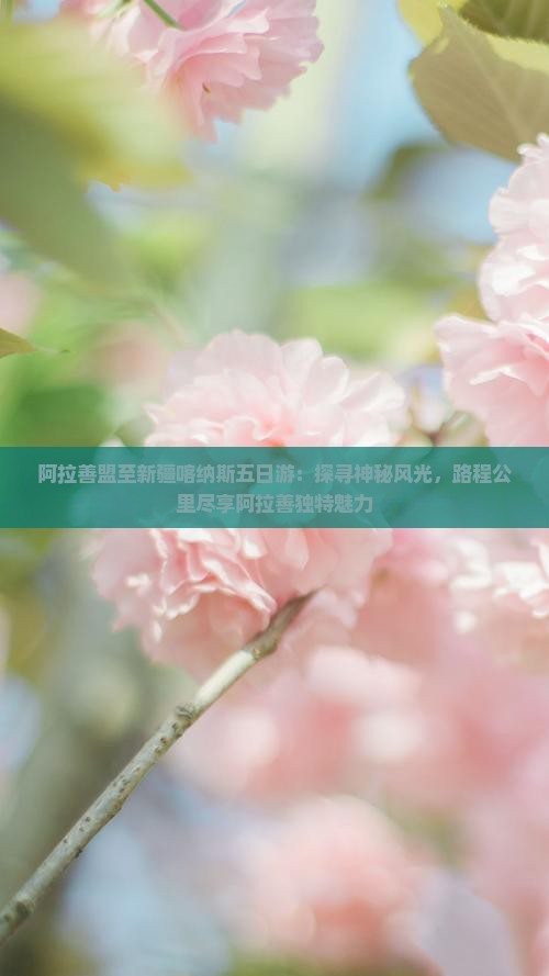阿拉善盟至新疆喀纳斯五日游：探寻神秘风光，路程公里尽享阿拉善独特魅力