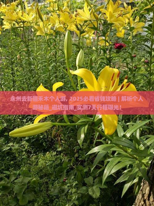 永州去新疆禾木个人游