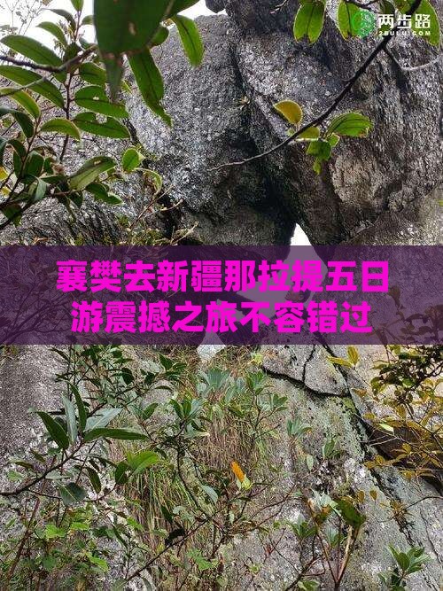 襄樊去新疆那拉提五日游