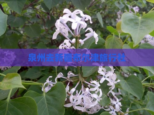 泉州去新疆布尔津旅行社