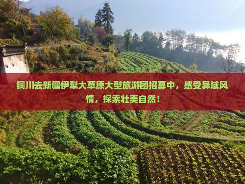 铜川去新疆伊犁大草原大型旅游团招募中，感受异域风情，探索壮美自然！