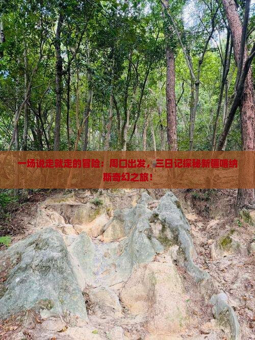 一场说走就走的冒险：周口出发，三日记探秘新疆喀纳斯奇幻之旅！